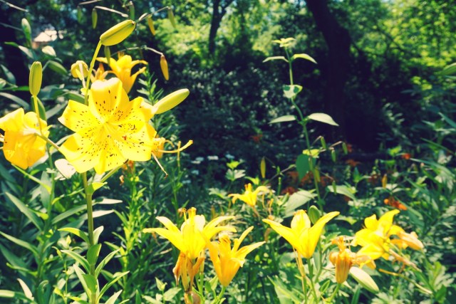 Central Park Garden New York Blog
