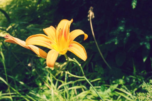 Garden Central Park New York Blog